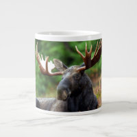 Moose