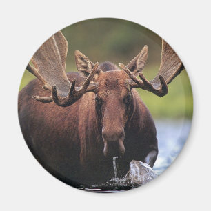 Moose Magnet