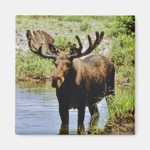 Moose Magnet