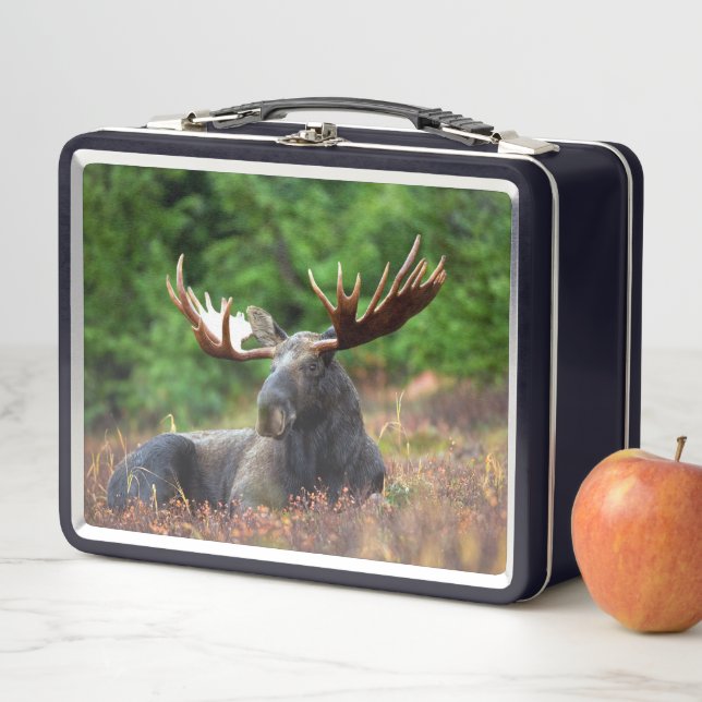 Moose Metal Lunch Box (In Situ)