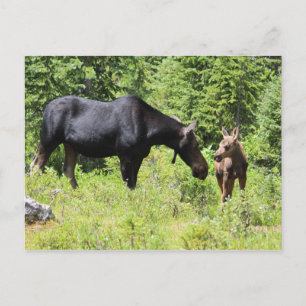 Moose Mum and Calf Postcard
