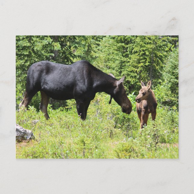 Moose Mum and Calf Postcard (Front)