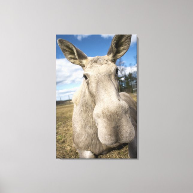 Moose on a field, Sweden. Canvas Print (Front)