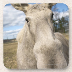 Moose on a field, Sweden. Coaster