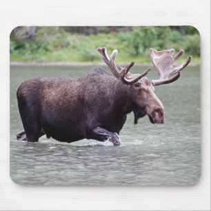 Moose on a Mission Mouse Pad