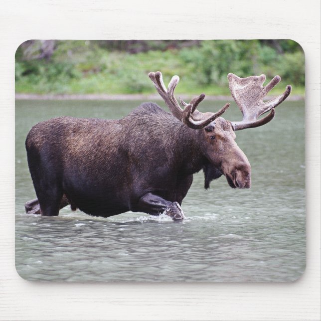 Moose on a Mission Mouse Pad (Front)