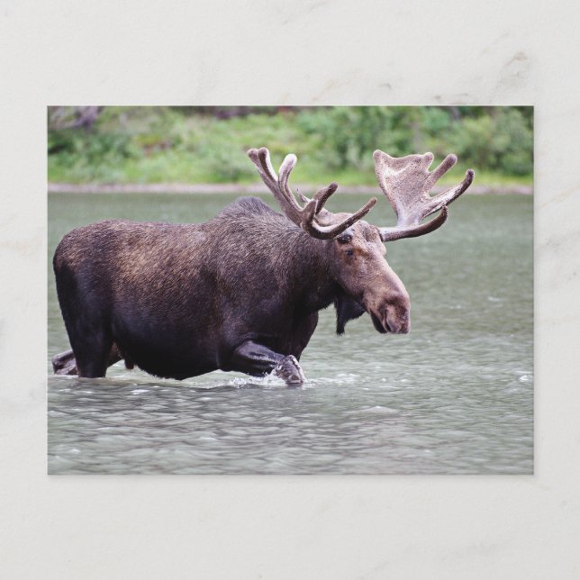 Moose on a Mission Postcard (Front)