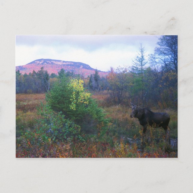 Moose on Kancamagus Highway Postcard (Front)