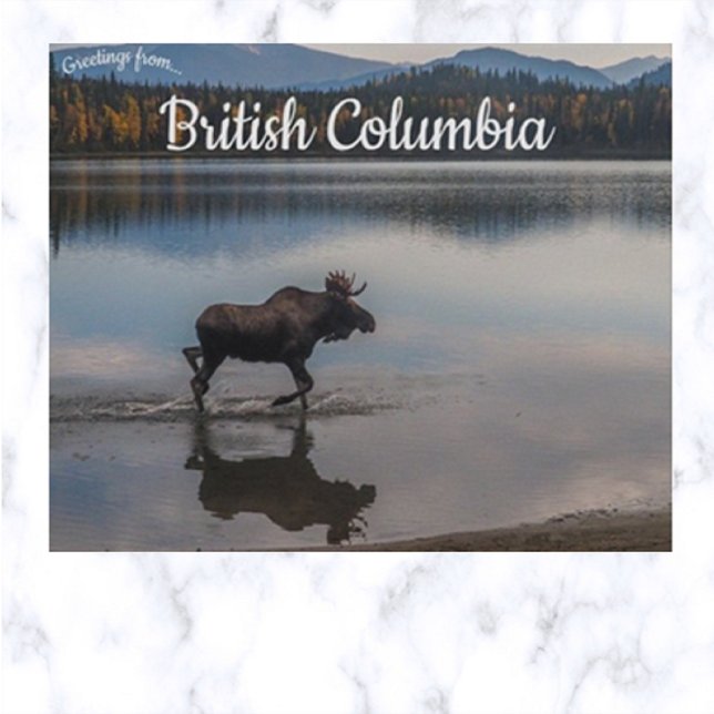 Moose on Unna Lake British Columbia Canada Postcard (Creator Uploaded)