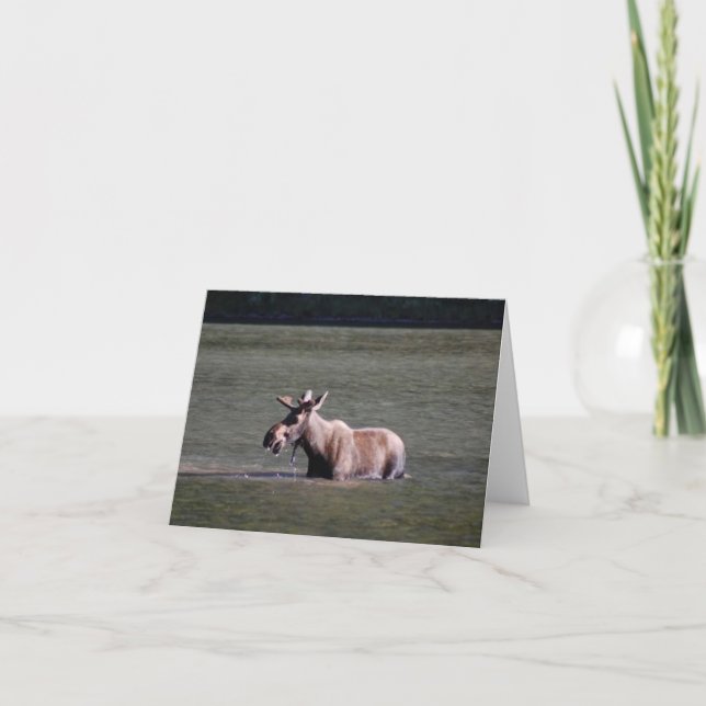 Moose Photo Blank Note Card (Front)