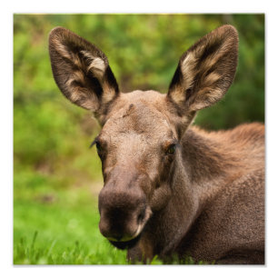 Moose Portrait Photo Print