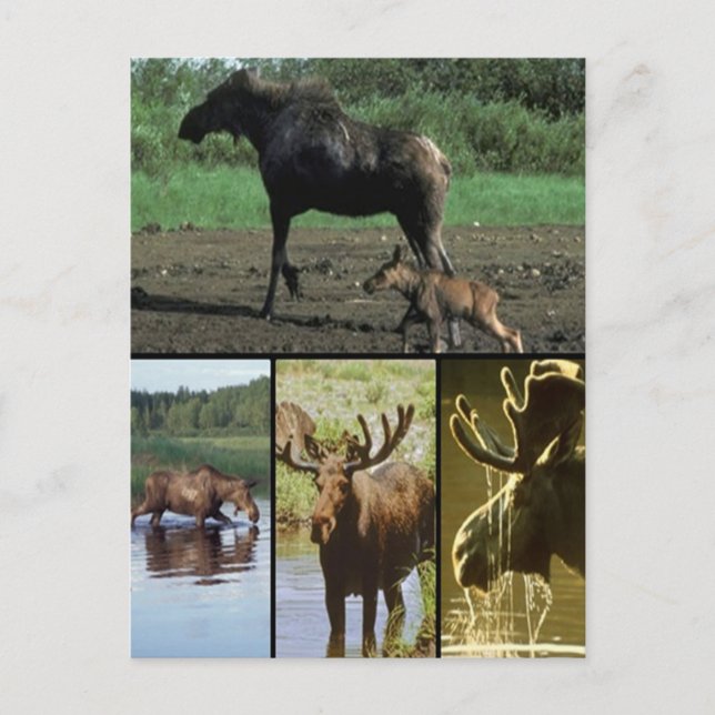 Moose Postcard (Front)