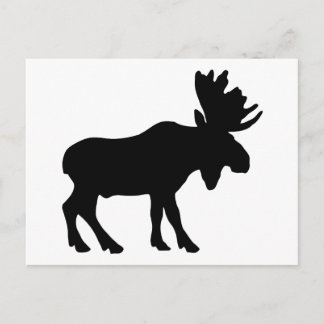 Moose Postcard