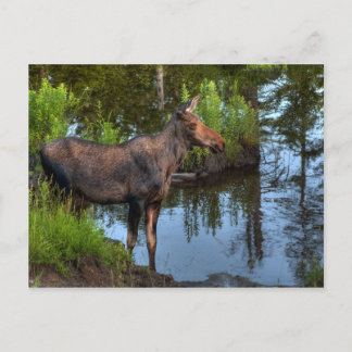 Moose Postcard