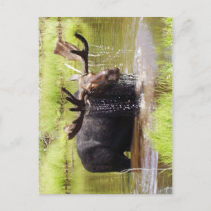moose postcard
