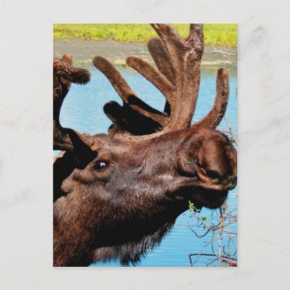 Moose Postcard
