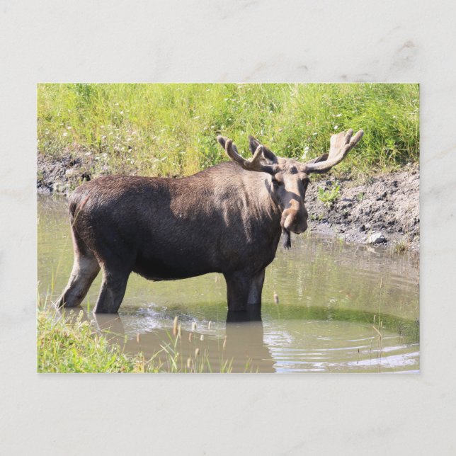 moose postcard (Front)