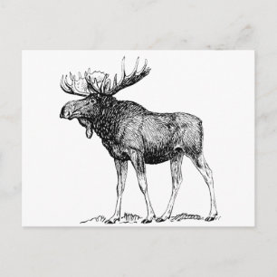 Moose Postcard