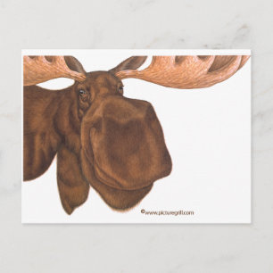 moose postcard