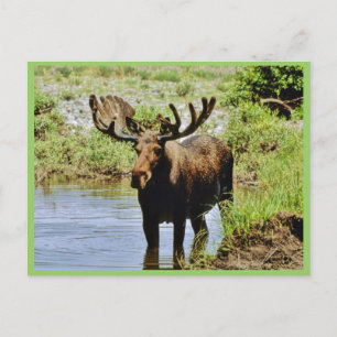 Moose Postcard