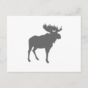 moose postcard