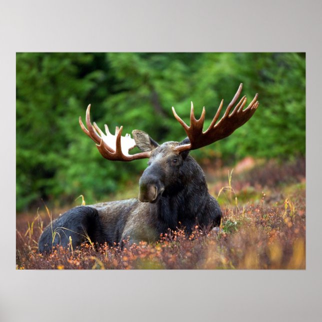 Moose Poster (Front)