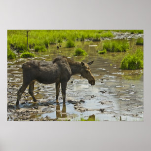 Moose Poster