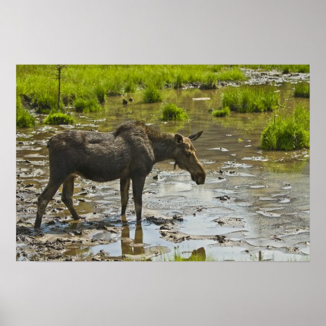 Moose Poster (Front)