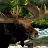 "MOOSE REFRESHING AT RIVERS EDGE"