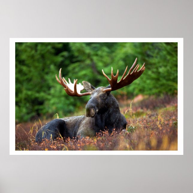 Moose Resting in Grass Poster (Front)