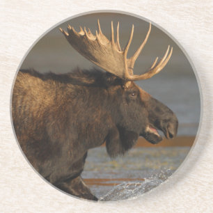 moose splash coaster