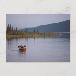 Moose Swimming in Lake Postcard