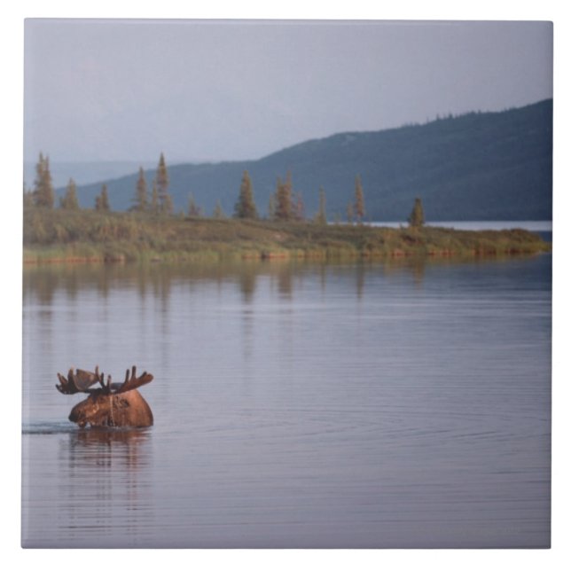Moose Swimming in Lake Tile (Front)
