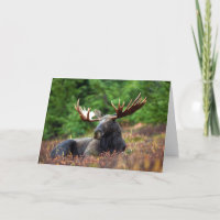 Moose