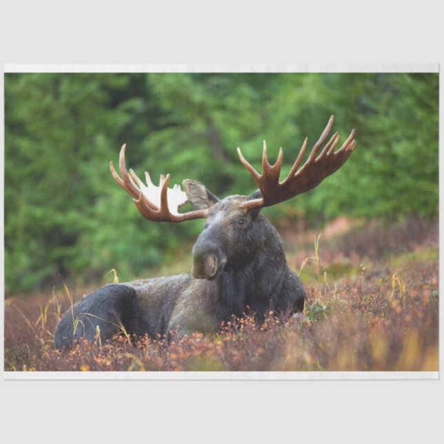 Moose Tissue Paper (Front)