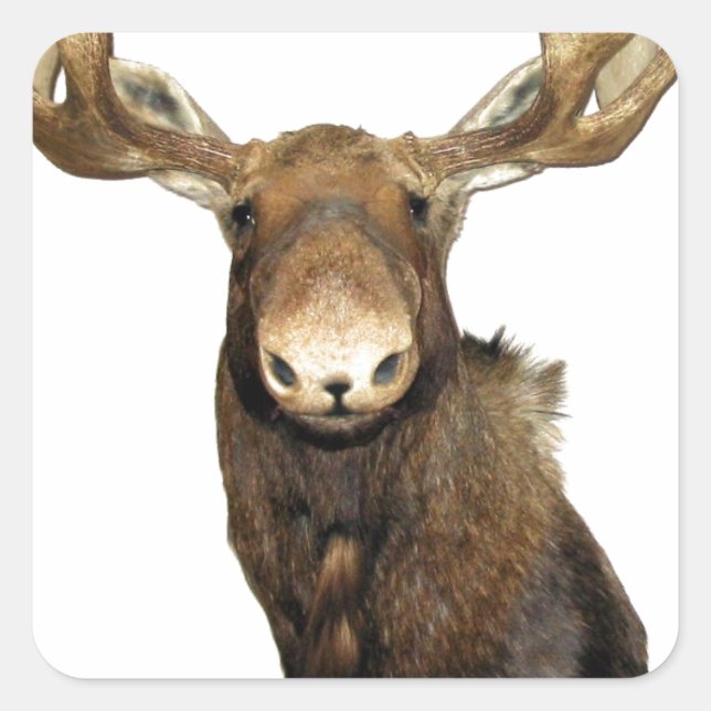 Moose Trophy Square Sticker (Front)