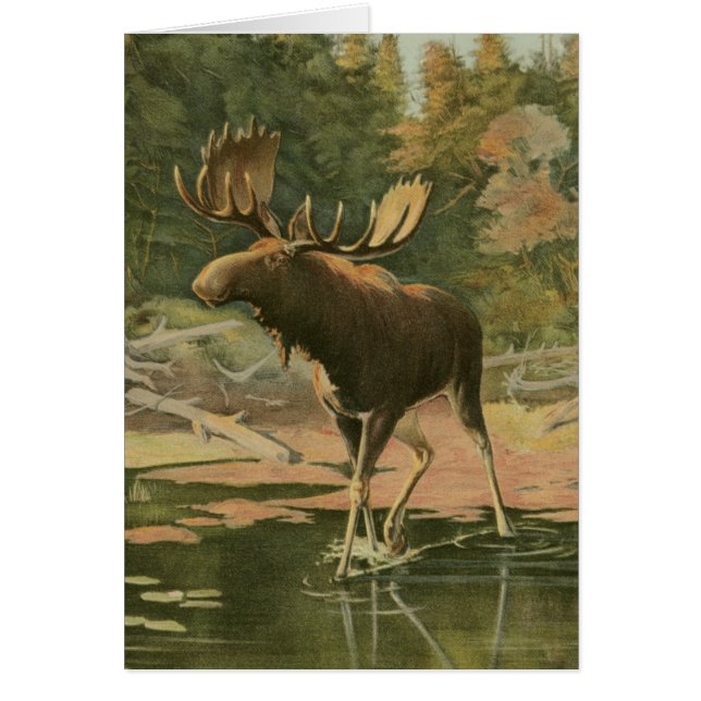 Moose Walking in Water (Front)