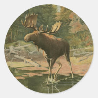 Moose Walking in Water