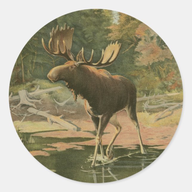 Moose Walking in Water Classic Round Sticker (Front)