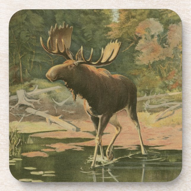 Moose Walking in Water Coaster (Front)