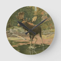Moose Walking in Water