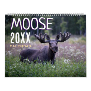 Moose Wall Calendar 2026 Wildlife Animals