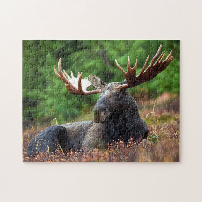 Moose Wildlife Photo Puzzle (Horizontal)