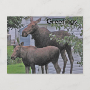 Moose with calf - Greetings Postcard