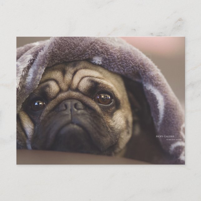 Mops Aura Postcard (Front)