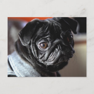 Mops Postcard