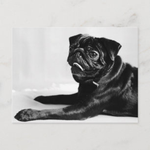 Mops Postcard