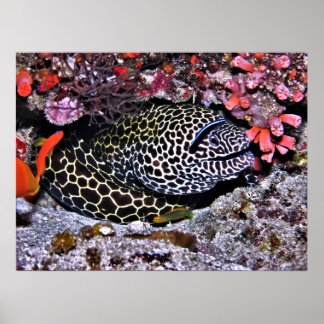Moray and Friends Poster