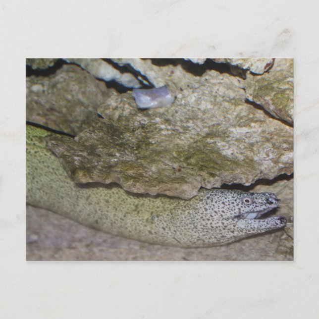 Moray Eel Postcard (Front)
