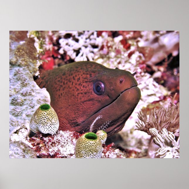 Moray Portrait Poster (Front)